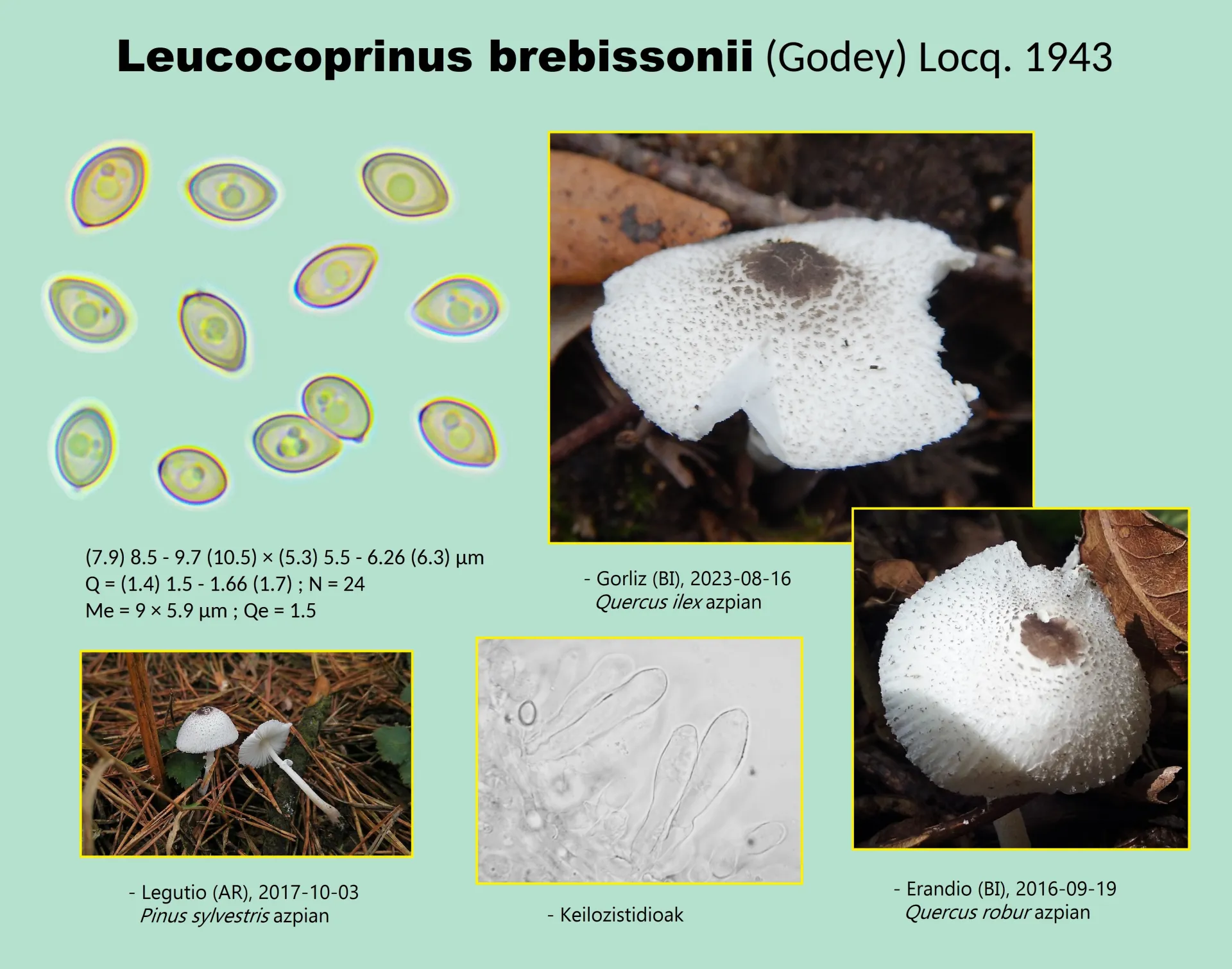 Microscopía de Leucocoprinus brebissonii